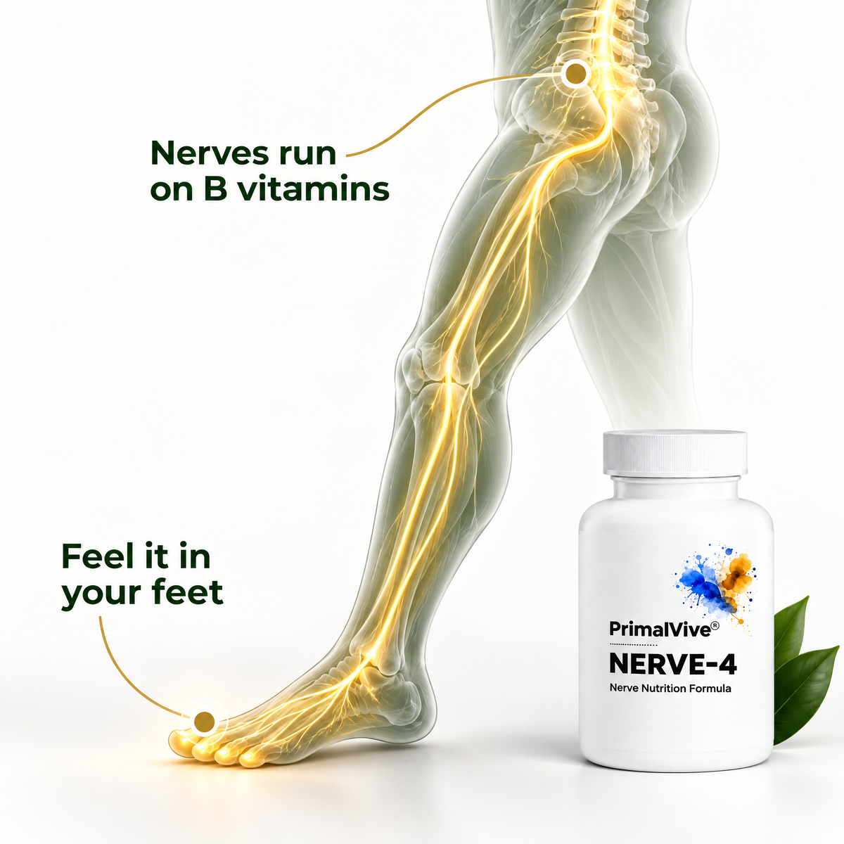 Nerve pathway from the lower back to the feet: nerves run on B vitamins