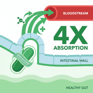 Bisglycinate Uses A Different Pathway